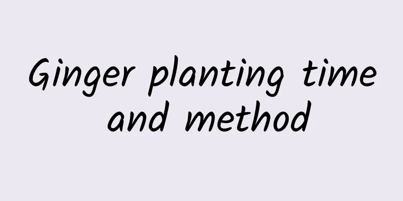 Ginger planting time and method