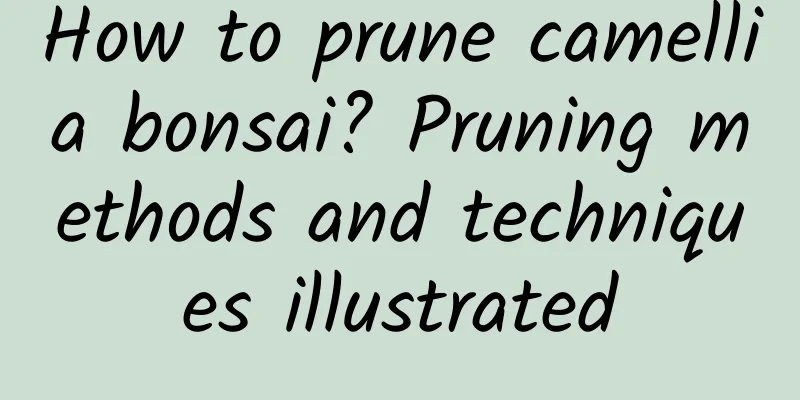How to prune camellia bonsai? Pruning methods and techniques illustrated