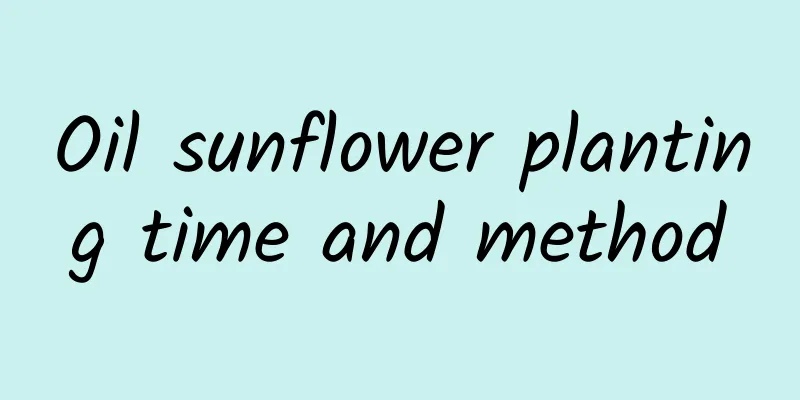 Oil sunflower planting time and method