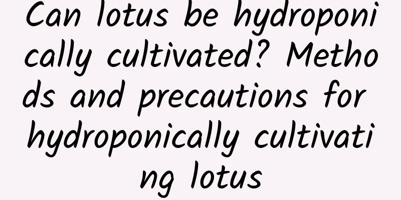 Can lotus be hydroponically cultivated? Methods and precautions for hydroponically cultivating lotus