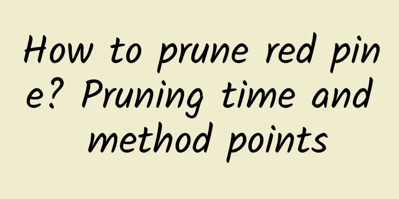 How to prune red pine? Pruning time and method points