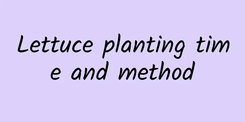 Lettuce planting time and method