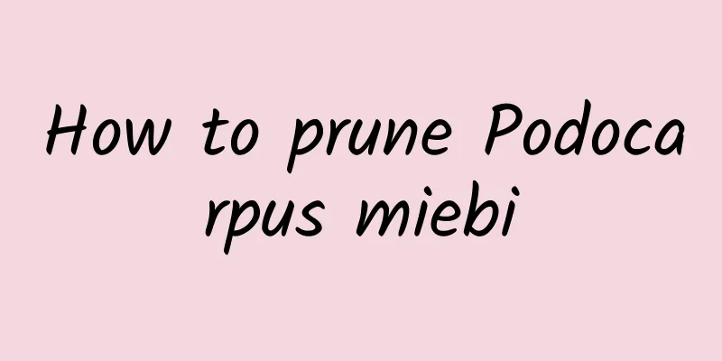 How to prune Podocarpus miebi