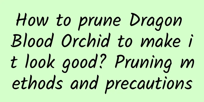 How to prune Dragon Blood Orchid to make it look good? Pruning methods and precautions
