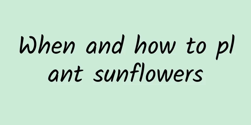 When and how to plant sunflowers