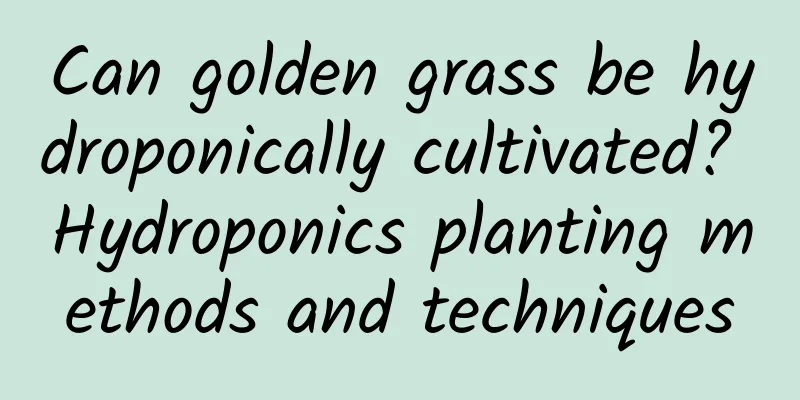 Can golden grass be hydroponically cultivated? Hydroponics planting methods and techniques
