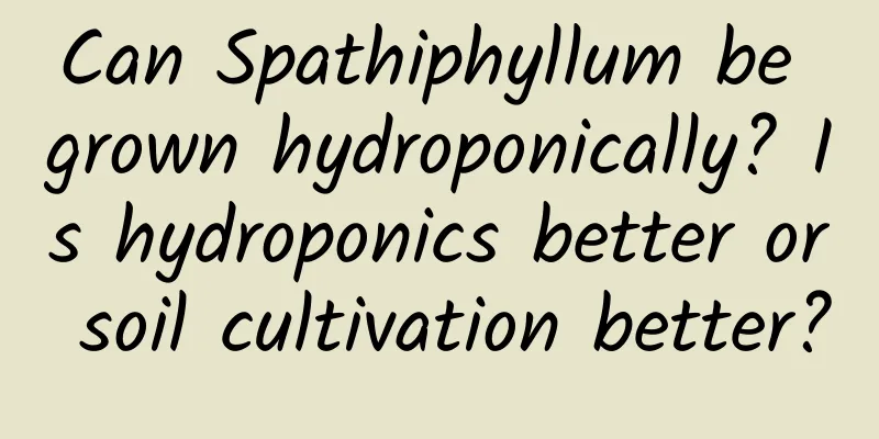 Can Spathiphyllum be grown hydroponically? Is hydroponics better or soil cultivation better?