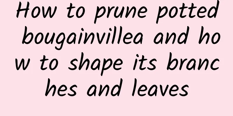 How to prune potted bougainvillea and how to shape its branches and leaves
