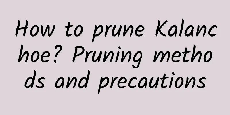How to prune Kalanchoe? Pruning methods and precautions