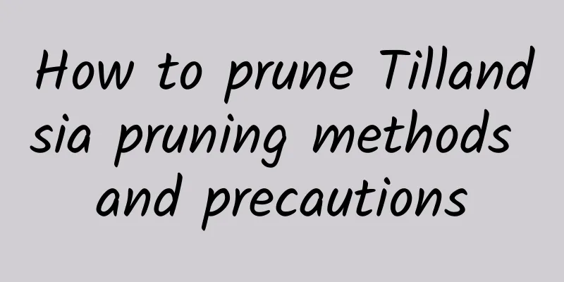 How to prune Tillandsia pruning methods and precautions