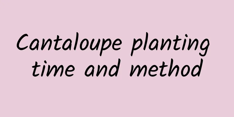 Cantaloupe planting time and method