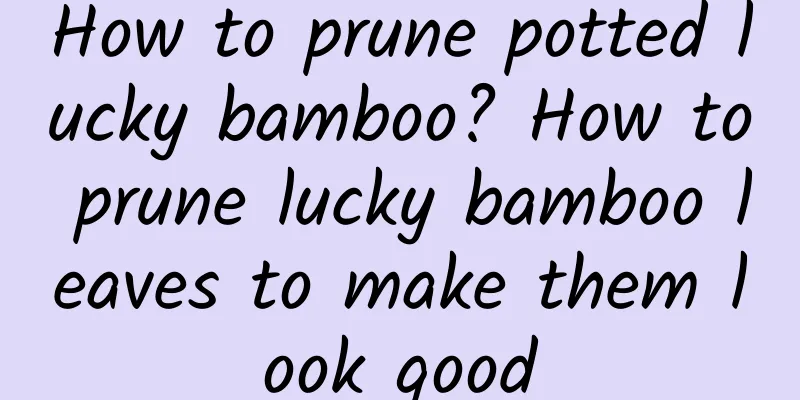 How to prune potted lucky bamboo? How to prune lucky bamboo leaves to make them look good