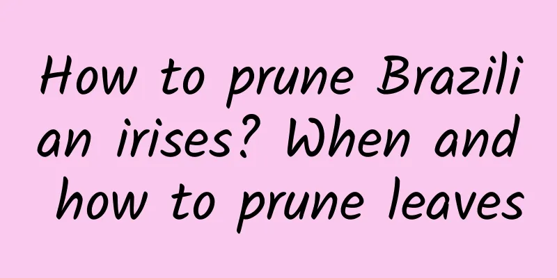 How to prune Brazilian irises? When and how to prune leaves