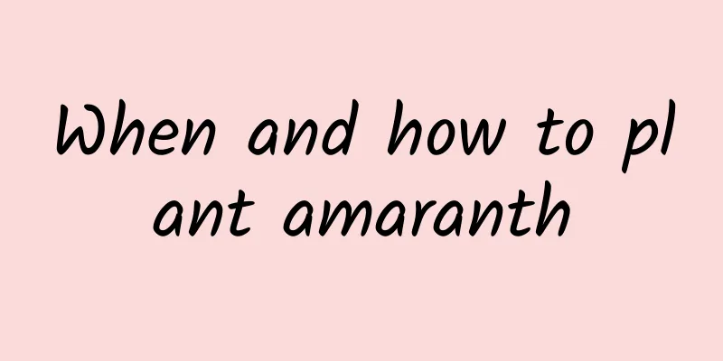 When and how to plant amaranth