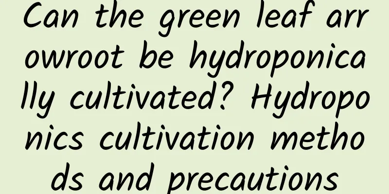 Can the green leaf arrowroot be hydroponically cultivated? Hydroponics cultivation methods and precautions