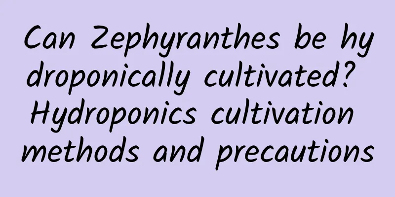 Can Zephyranthes be hydroponically cultivated? Hydroponics cultivation methods and precautions
