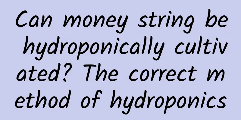Can money string be hydroponically cultivated? The correct method of hydroponics