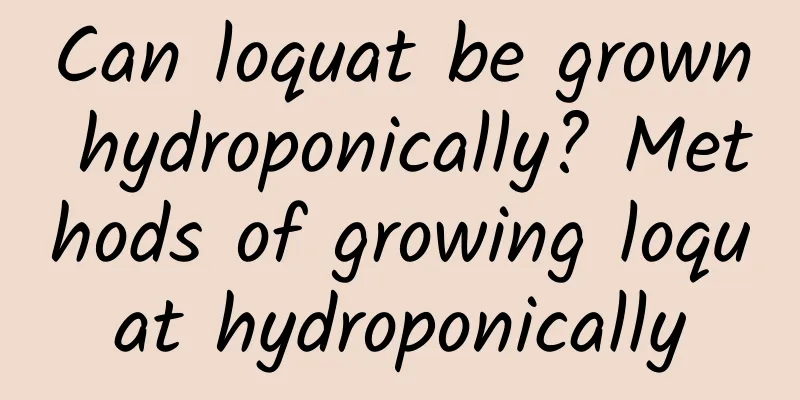 Can loquat be grown hydroponically? Methods of growing loquat hydroponically