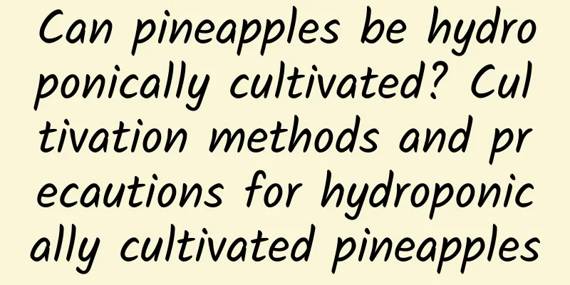 Can pineapples be hydroponically cultivated? Cultivation methods and precautions for hydroponically cultivated pineapples