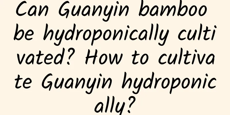 Can Guanyin bamboo be hydroponically cultivated? How to cultivate Guanyin hydroponically?