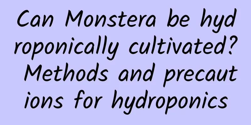 Can Monstera be hydroponically cultivated? Methods and precautions for hydroponics