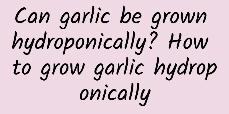 Can garlic be grown hydroponically? How to grow garlic hydroponically