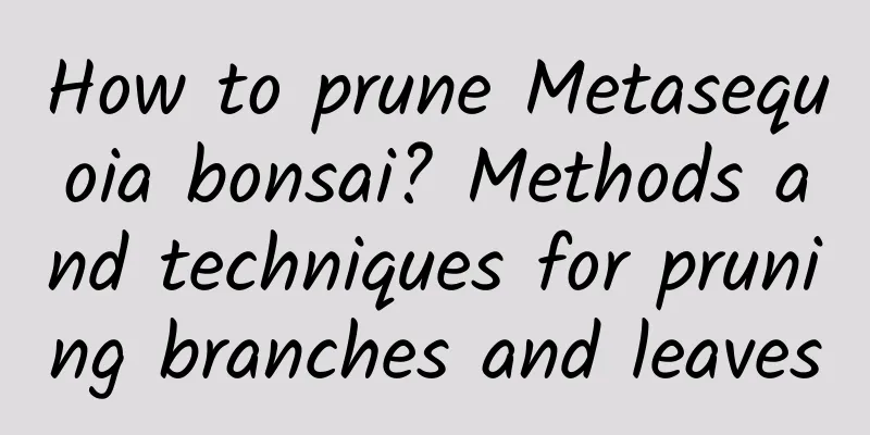 How to prune Metasequoia bonsai? Methods and techniques for pruning branches and leaves