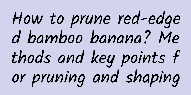 How to prune red-edged bamboo banana? Methods and key points for pruning and shaping