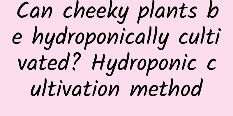 Can cheeky plants be hydroponically cultivated? Hydroponic cultivation method