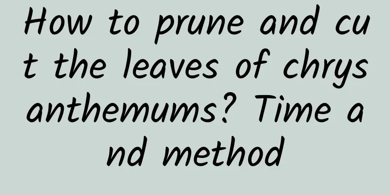 How to prune and cut the leaves of chrysanthemums? Time and method