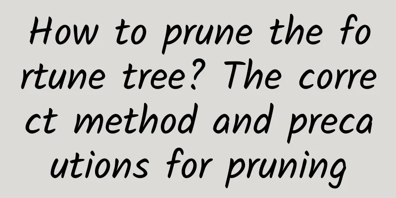 How to prune the fortune tree? The correct method and precautions for pruning
