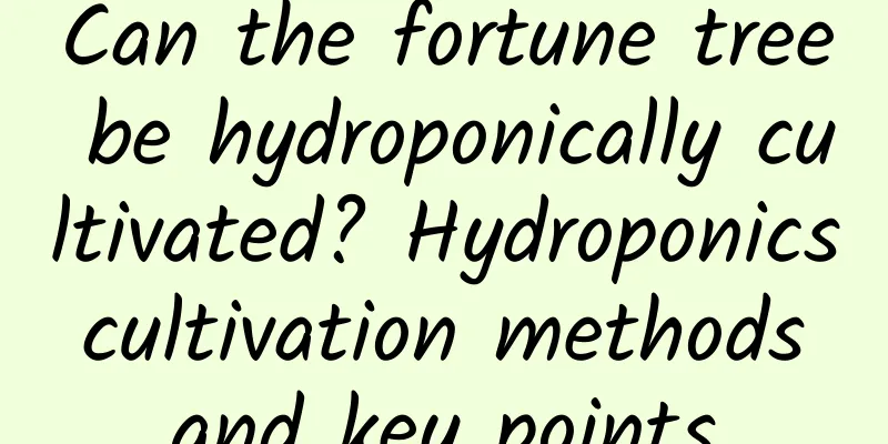 Can the fortune tree be hydroponically cultivated? Hydroponics cultivation methods and key points