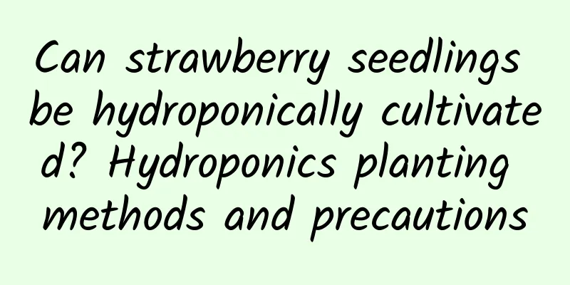 Can strawberry seedlings be hydroponically cultivated? Hydroponics planting methods and precautions