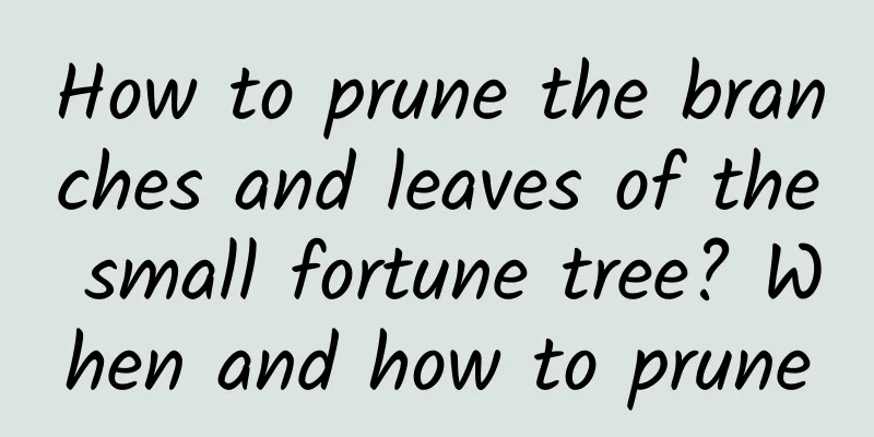 How to prune the branches and leaves of the small fortune tree? When and how to prune