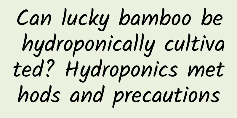 Can lucky bamboo be hydroponically cultivated? Hydroponics methods and precautions