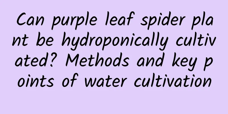 Can purple leaf spider plant be hydroponically cultivated? Methods and key points of water cultivation