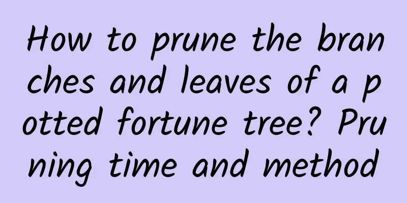 How to prune the branches and leaves of a potted fortune tree? Pruning time and method