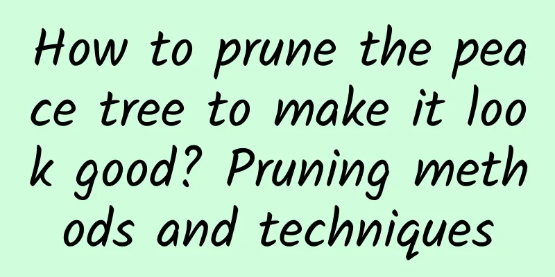 How to prune the peace tree to make it look good? Pruning methods and techniques