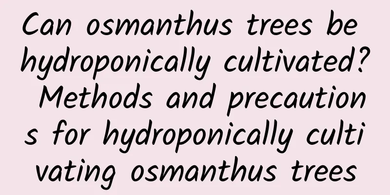 Can osmanthus trees be hydroponically cultivated? Methods and precautions for hydroponically cultivating osmanthus trees