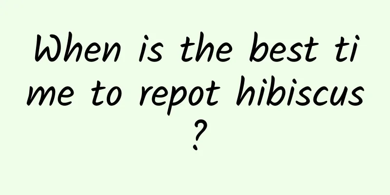 When is the best time to repot hibiscus?