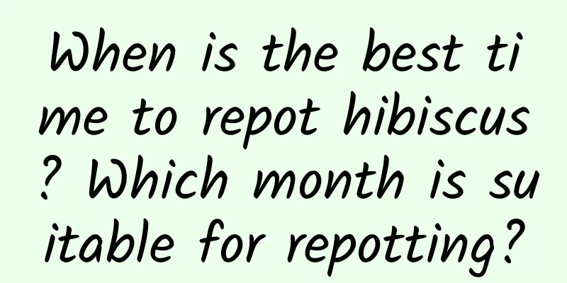 When is the best time to repot hibiscus? Which month is suitable for repotting?