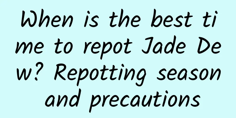 When is the best time to repot Jade Dew? Repotting season and precautions