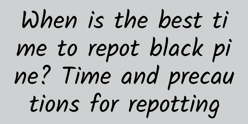 When is the best time to repot black pine? Time and precautions for repotting