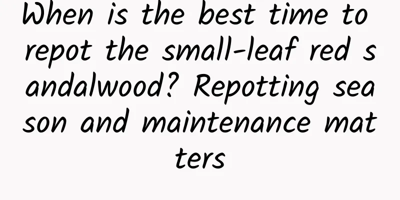 When is the best time to repot the small-leaf red sandalwood? Repotting season and maintenance matters
