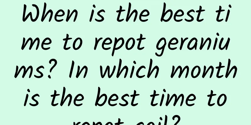 When is the best time to repot geraniums? In which month is the best time to repot soil?