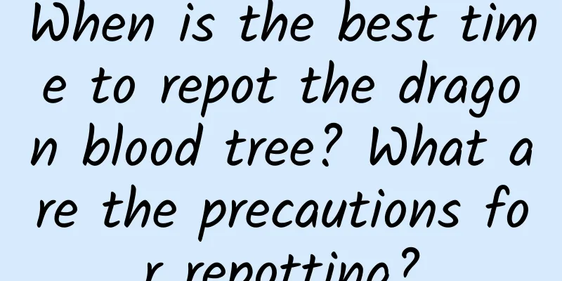 When is the best time to repot the dragon blood tree? What are the precautions for repotting?