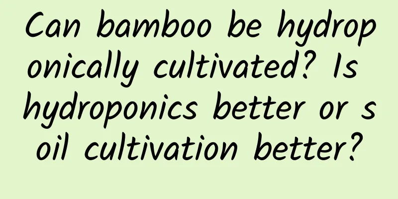 Can bamboo be hydroponically cultivated? Is hydroponics better or soil cultivation better?