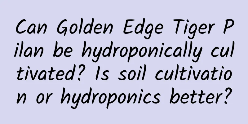 Can Golden Edge Tiger Pilan be hydroponically cultivated? Is soil cultivation or hydroponics better?