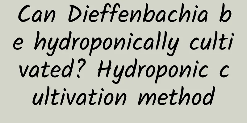 Can Dieffenbachia be hydroponically cultivated? Hydroponic cultivation method