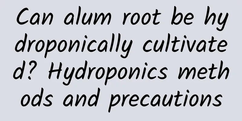 Can alum root be hydroponically cultivated? Hydroponics methods and precautions